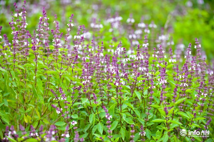 Mới chỉ nhìn lướt qua, quả thực hoa rau húng cũng có những nét khá giống với hoa lavender, đặc biệt là ở màu tím mơ màng.