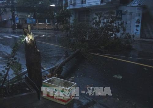 Gió bão giật mạnh khiến cây xanh ở thành phố Nha Trang đổ ngã. Ảnh: Nguyên Lý-TTXVN