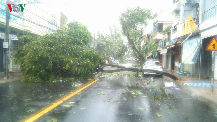 PV Thái Bình từ thành phố Nha Trang cho biết, cả thành phố mất điện, cây ngã đổ ngổn ngang, không thể đi lại được. 