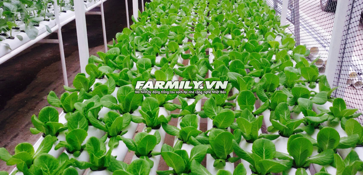 Hệ thống trồng rau thủy canh của Farmily.