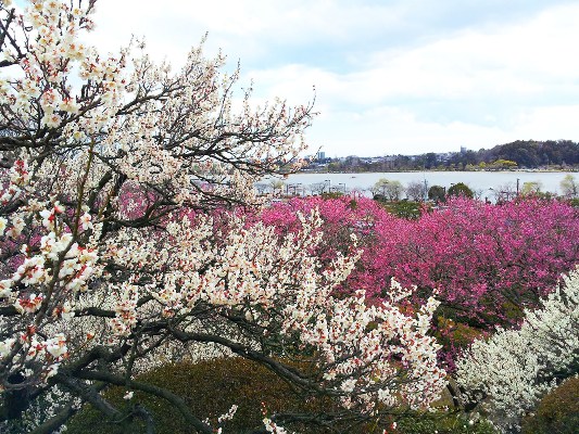 Kawazu Sakura, giữa tháng 2 - giữa tháng 3       