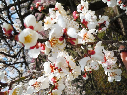 Hoa mơ, đầu tháng 2 - cuối tháng 3, Vườn Kairakuen