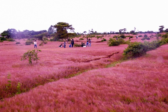 Đồi cỏ Hồng Đà Lạt có rất nhiều nơi mà bạn có thể lựa chọn, đồi cỏ hồng đẹp nhất được rất nhiều bạn trẻ săn đón hiện nay nằm bên hồ Suối Vàng. @internet