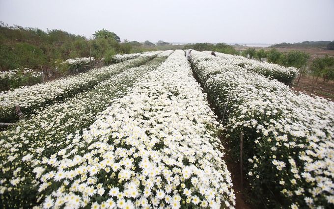 Cuối tháng 11, hoa cúc hoạ mi nở rộ. Những cánh hoa bung nụ trải thảm trắng bên sông Hồng, đoạn chảy qua khu vực Nhật Tân (Hà Nội). Đây cũng là lúc người dân vào mùa thu hoạch sau bốn tháng chăm sóc.