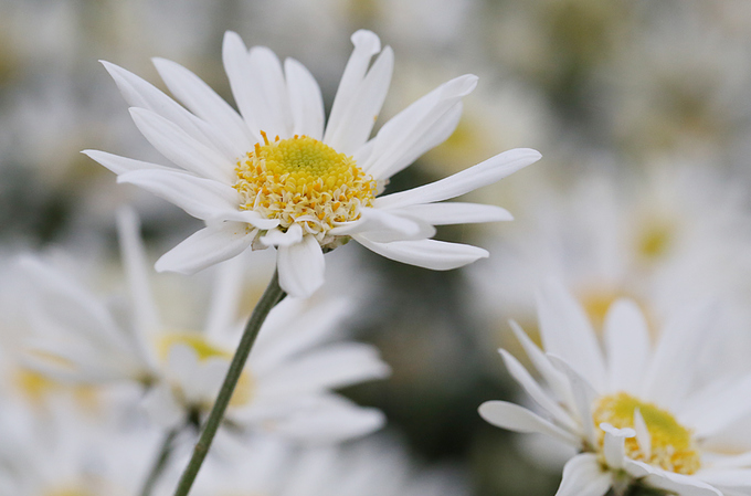 Hoa cúc hoạ mi có màu trắng, cánh đơn, nhị vàng, mỗi bông thường có trên 20 cánh, mùi thơm hơi hắc. Thân cây cao từ 60cm đến 120cm, bung nụ vào cuối thu.