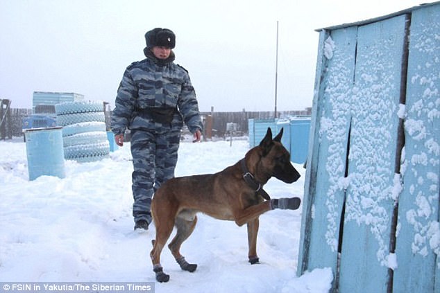 Jack và Tom được đánh giá là một trong những chú chó canh gác tốt nhất hiện nay ở Nga. Chi phí lai tạo và nhân bản một con chó như vậy tốn khoảng 75.000 bảng Anh (khoảng 2,3 tỉ đồng). Loài chó này là dòng Malinois của Bỉ. Giống chó Malinois rất được đặc vụ Mỹ ưa dùng và thường được huấn luyện làm cảnh khuyển K-9 đi theo bảo vệ tổng thống.