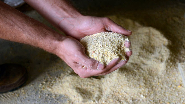 Gà được cho ăn hỗn hợp bột ngô, lúa mì và sữa  khô cùng với côn trùng, giun, ốc và cỏ.