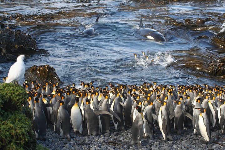 Cuộc đấu tranh sinh tồn trên Trái Đất được gói gọn trong bức ảnh này khi những chú cá voi sát thủ xuất hiện gần bầy chim cánh cụt.