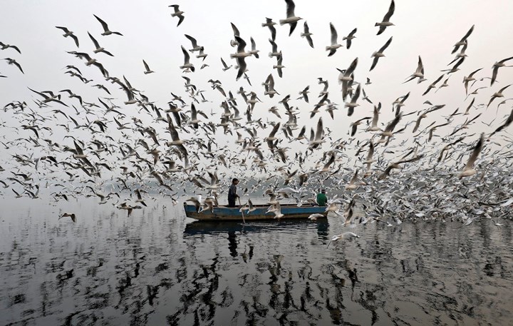 Những vấn đề ô nhiễm đã trở lại trong năm nay. Trong bức ảnh, một bầy chim mòng biển bao quanh con thuyền này trên sông Yamuna ở New Dehli.