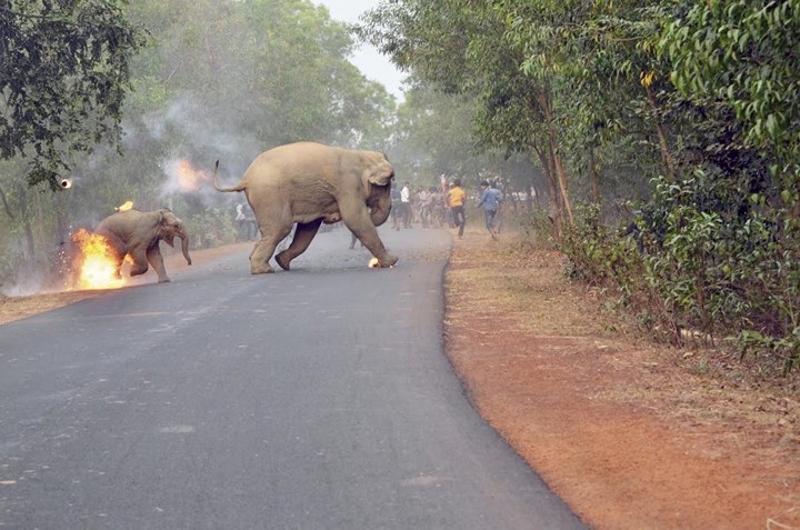 Biplab Hazra gây sốc cho thế giới bằng hình ảnh những con voi bị tấn công bởi một đám đông ở Tây Bengal, Ấn Độ. Hình ảnh này đã giành được giải nhất trong cuộc thi nhiếp ảnh về động vật hoang dã (Sanctuary Asia Wildlife Photography).