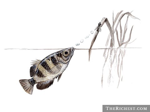 Loài cá này có khả năng bắn ra một dòng nước với độ chính xác cao.