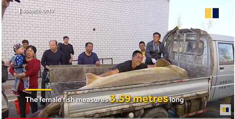 Con cá tầm gần 100 tuổi, dài 3,59 mét, nặng 514 kg