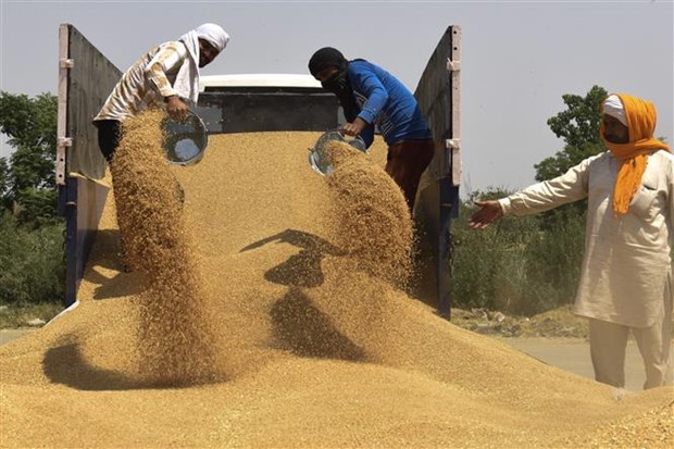 Vận chuyển lúa mỳ tại một khu chợ ở ngoại ô Amritsar (Ấn Độ). (Ảnh: AFP/TTXVN)