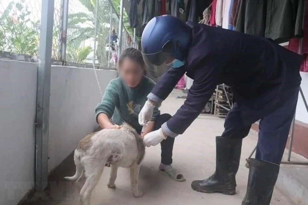 Cơ quan chuyên môn tiêm vaccine phòng dại cho chó trên địa bàn Quảng Ninh (Ảnh: TTXVN).