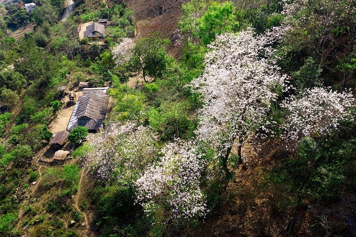 Lễ hội hoa ban