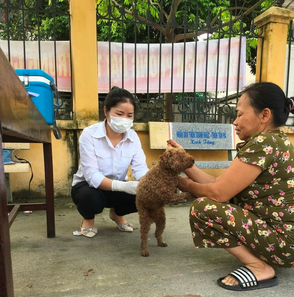 Cán bộ thú y tiêm phòng vắc xin cho đàn chó theo quy định.
