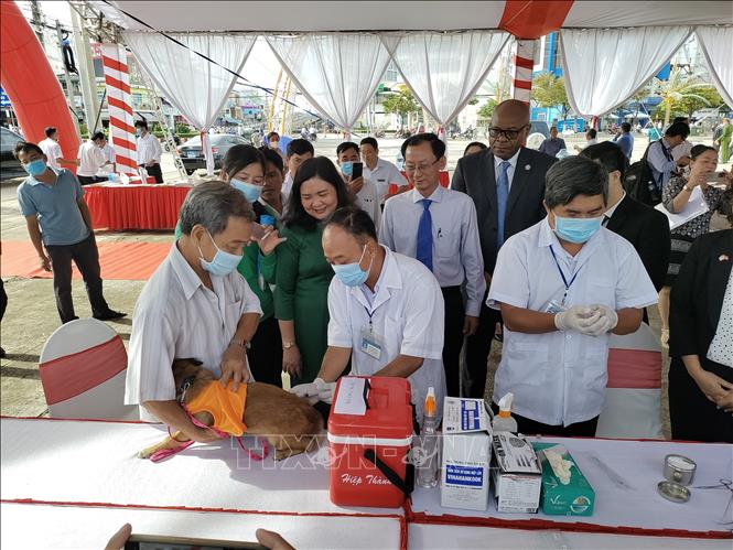 Tiêm phòng dại cho chó trên địa bàn tỉnh Bến Tre.