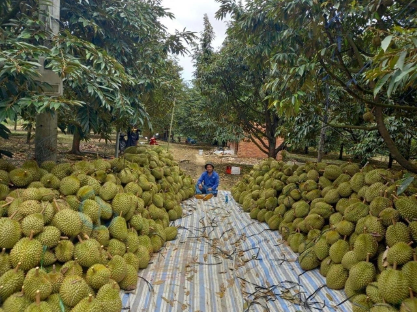 Các vùng trồng, cơ sở đóng gói sầu riêng phải có biện pháp quản lý phù hợp - Ảnh: Hoàng Giáp