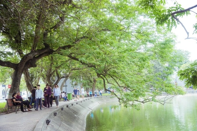 Hàng cây sưa bên hồ Hoàn Kiếm (Ảnh: Toàn Vũ).