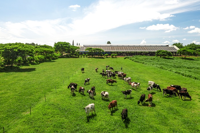 Với định hướng “xanh hóa” sản xuất, các trang trại bò sữa của Vinamilk đang trở thành hạt nhân

thúc đẩy tiến trình thực hành nông nghiệp bền vững của cả vùng đất