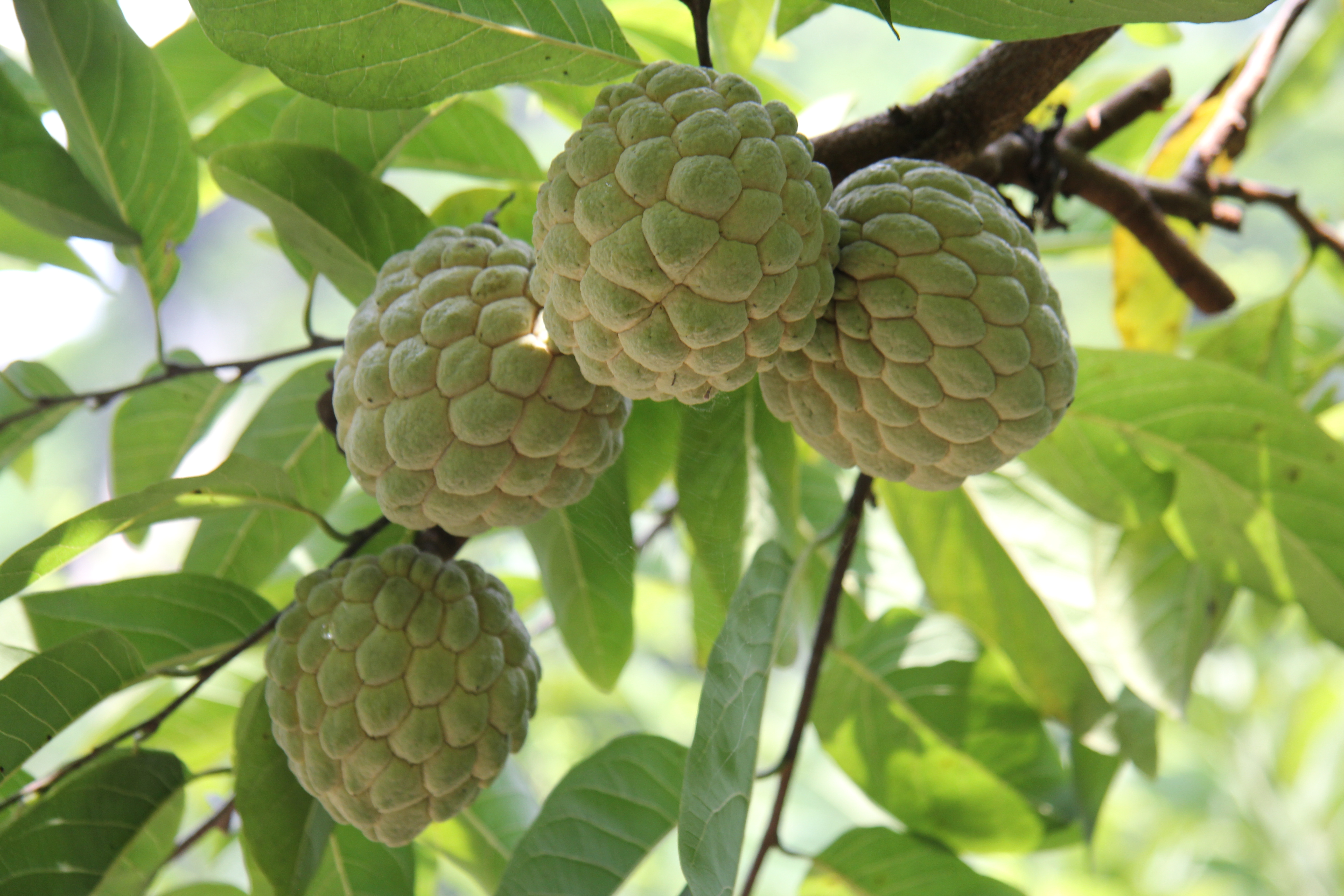  Na Chi Lăng – ‘Trái ngọt vùng biên ải’

