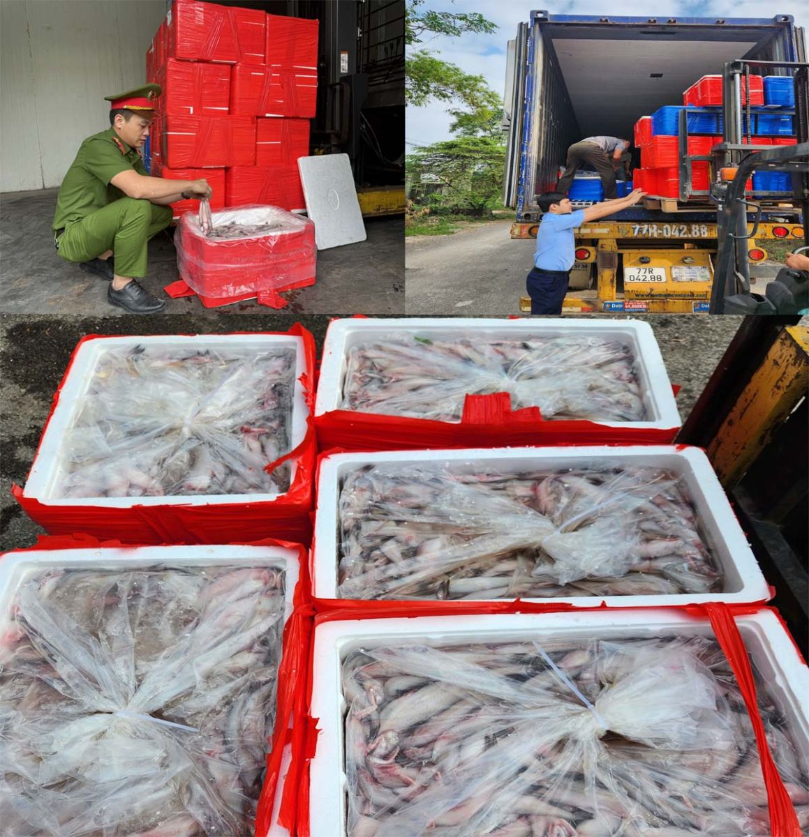 hơn 4500 kg cá khoai ướp phoóc môn
