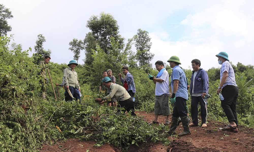 Phong trào phá bỏ cây lá ngón đã được nhiều địa phương triển khai. Ảnh: Thanh Bình