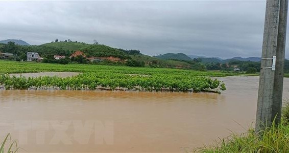 Mưa lớn khiến cánh đồng trồng dâu của người dân xã Báo Đáp, huyện Trấn Yên, Yên Bái, bị ngập nặng. (Ảnh: TTXVN)