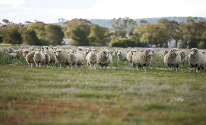 Một trang trại chăn cừu ở Australia | Nguồn: Austrade