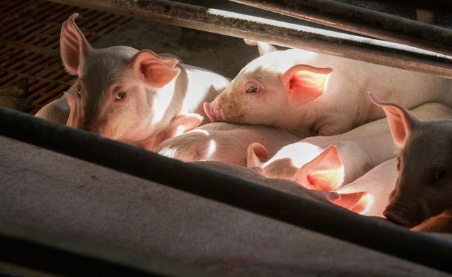 Quyết định tạm dừng xuất khẩu lợn của Thái lan chính thức có hiệu lực từ ngày 6/1. (Ảnh minh họa - Ảnh: Bloomberg)