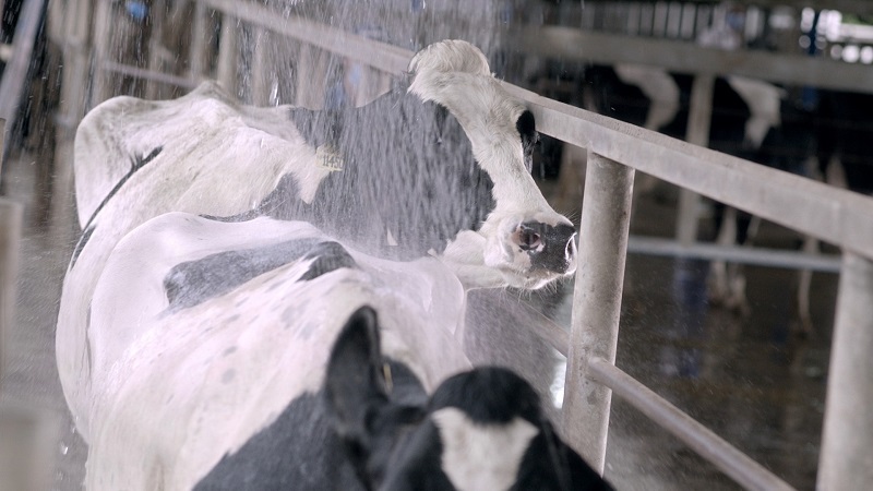 Những cô bò sữa tại trang trại sinh thái Vinamilk Green Farm là giống bò ưu việt, thuần chủng được nhập khẩu từ Mỹ, Australia, New Zealand.