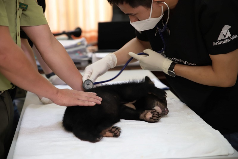 Bác sĩ thú y thăm khám cho chú gấu Bamboo
