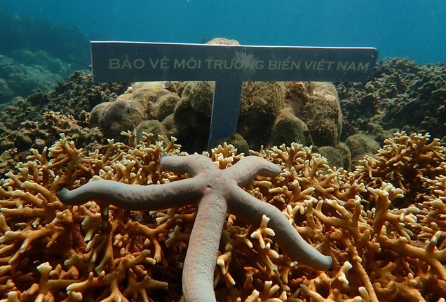 Suy giảm rạn san hô Hòn Mun