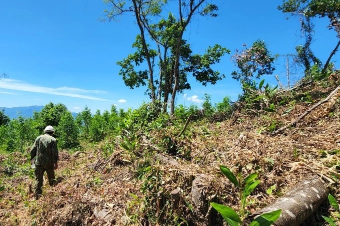 Hiện trường gần 12ha rừng bị chặt phá, xâm chiếm ở xã Mỹ Hiệp, huyện Phù Mỹ.
