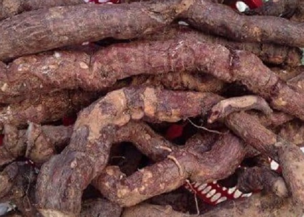 hà thủ ô