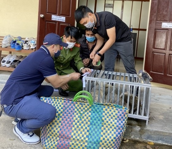 Tang vật bị lực lượng chức năng thu giữ gồm 4 cá thể Tê tê thuộc nhóm động vật nguy cấp, quý hiếm. ẢNH: CÔNG AN QUẢNG TRỊ