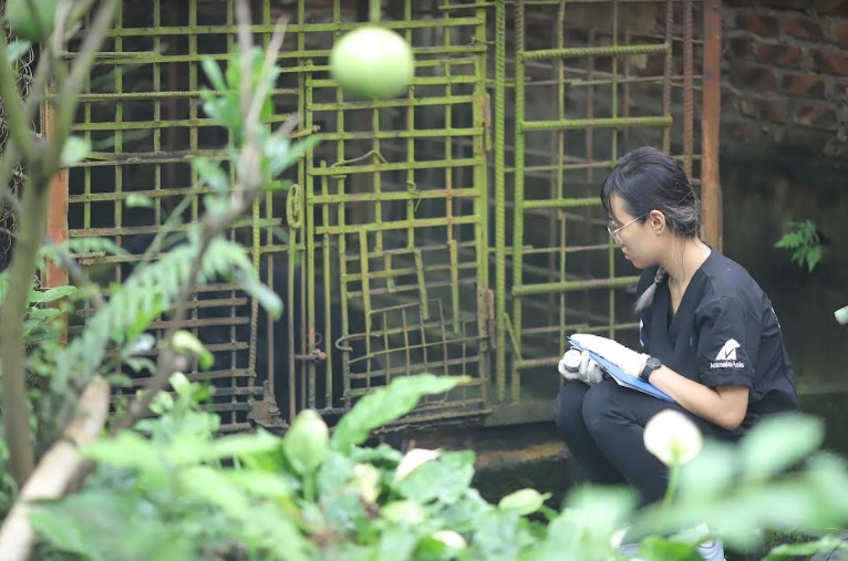 Bác sỹ thú y Lý Mai Lân quan sát gấu sau khi gây mê