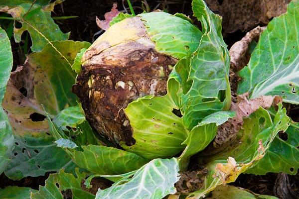 Bạn không nên sử dụng những loại rau đã bị hư, nấm mốc bởi chúng có chứa nhiều loại vi khuẩn độc hại cho sức khỏe.