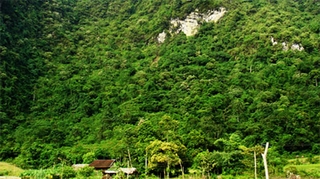 Phục hồi rừng tự nhiên Trung Trường Sơn