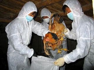 Việt Nam: Cúm A/H7N9 có nguy cơ bùng phát dịch rất cao