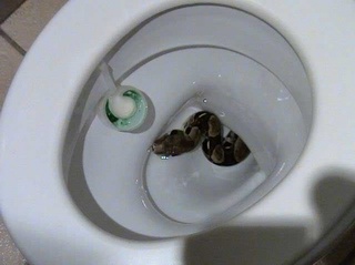 Bị rắn cắn vào &quot;của quý&quot; khi đi vệ sinh
