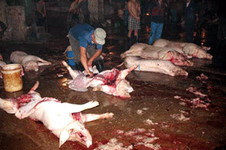 Gần 90% người Hà Nội đang phải ăn thịt từ các lò mổ “bẩn”