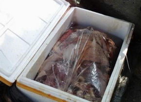 Bắt 600kg nội tạng động vật Trung Quốc bốc mùi