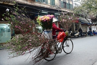 Hà Nội: Đào Tết xuống phố sớm