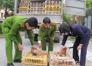 Nguy cơ cúm A/H7N9 từ Trung Quốc vào Việt Nam