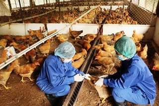 Cúm H5N1 đã xuất hiện ở 21 tỉnh, thành