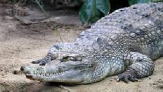 Cá sấu Malaysia có thể chết trong khi giao phối