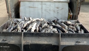 Bắt 3 tấn cá tầm Trung Quốc &quot;tuồn&quot; vào Hà Nội