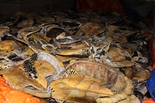 Đề nghị đưa “trùm săn rùa biển” ra truy tố