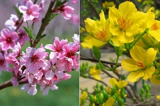 7 loài hoa Tết mang lại phú quý nên mua